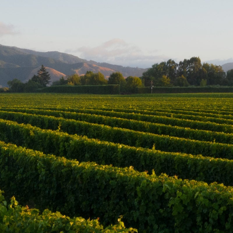 A scenic view of a vineyard with rows of lush green grapevines stretching into the distance. In the background, there are tree-lined fields and majestic mountains under a soft, cloudy sky. The landscape is bathed in gentle daylight.
