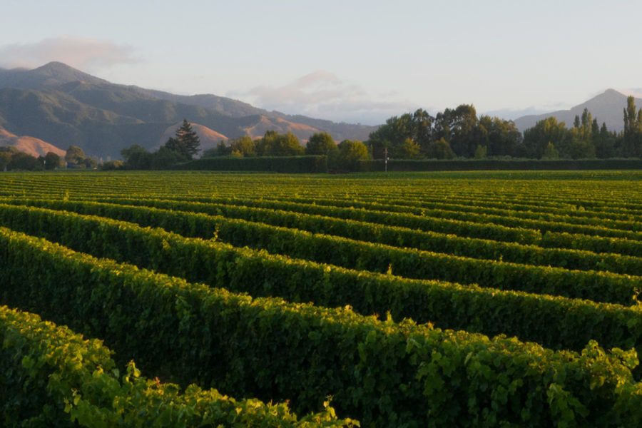 A scenic view of a vineyard with rows of lush green grapevines stretching into the distance. In the background, there are tree-lined fields and majestic mountains under a soft, cloudy sky. The landscape is bathed in gentle daylight.
