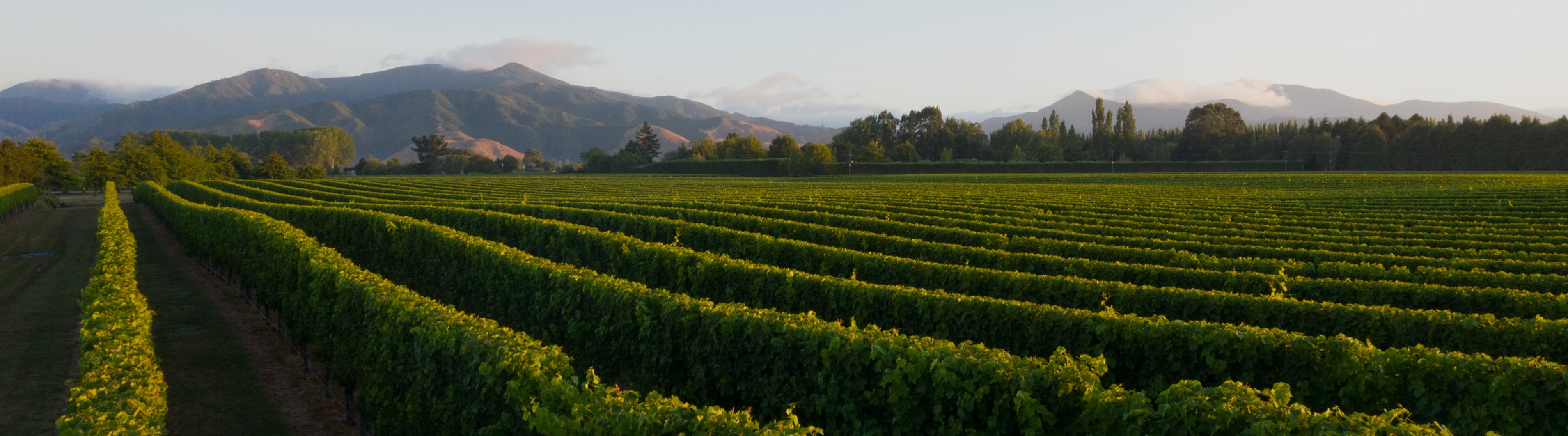 Bragato Research Institute invites research proposals