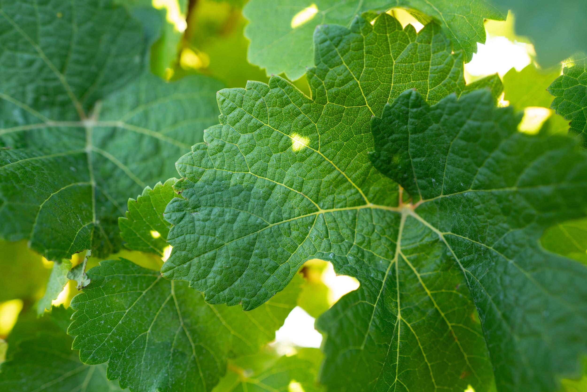 Wine industry commences major research programme to protect and enhance New Zealand Sauvignon Blanc