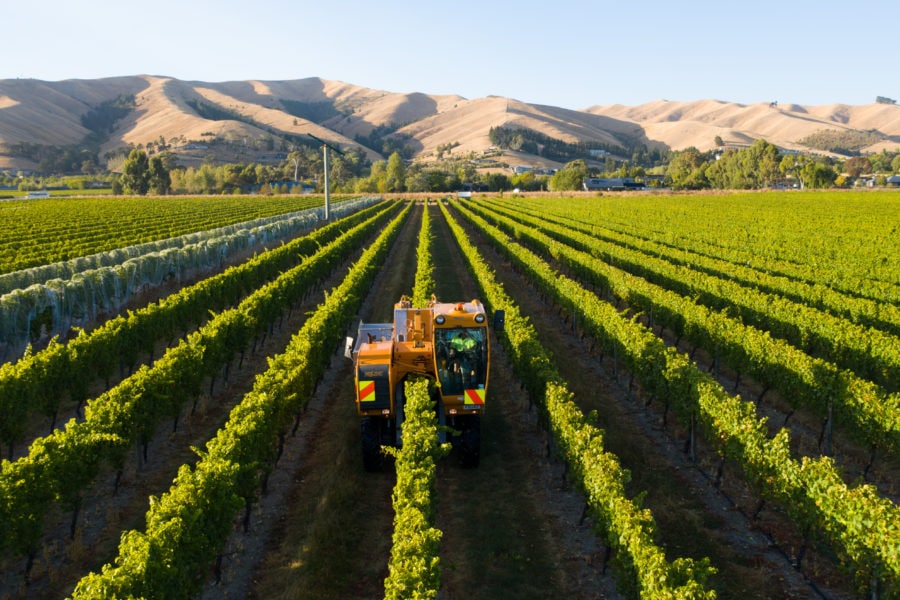 A vineyard with neatly aligned rows of grapevines stretches into the distance. A yellow harvester drives between the rows. Rolling hills and clear skies form the backdrop, suggesting a sunny day in a rural setting.