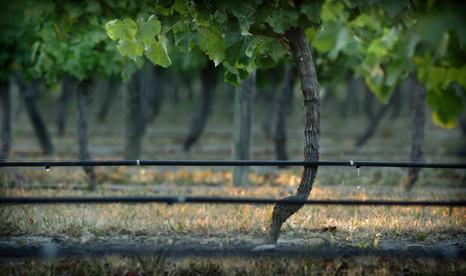 Optimising irrigation in New Zealand vineyards