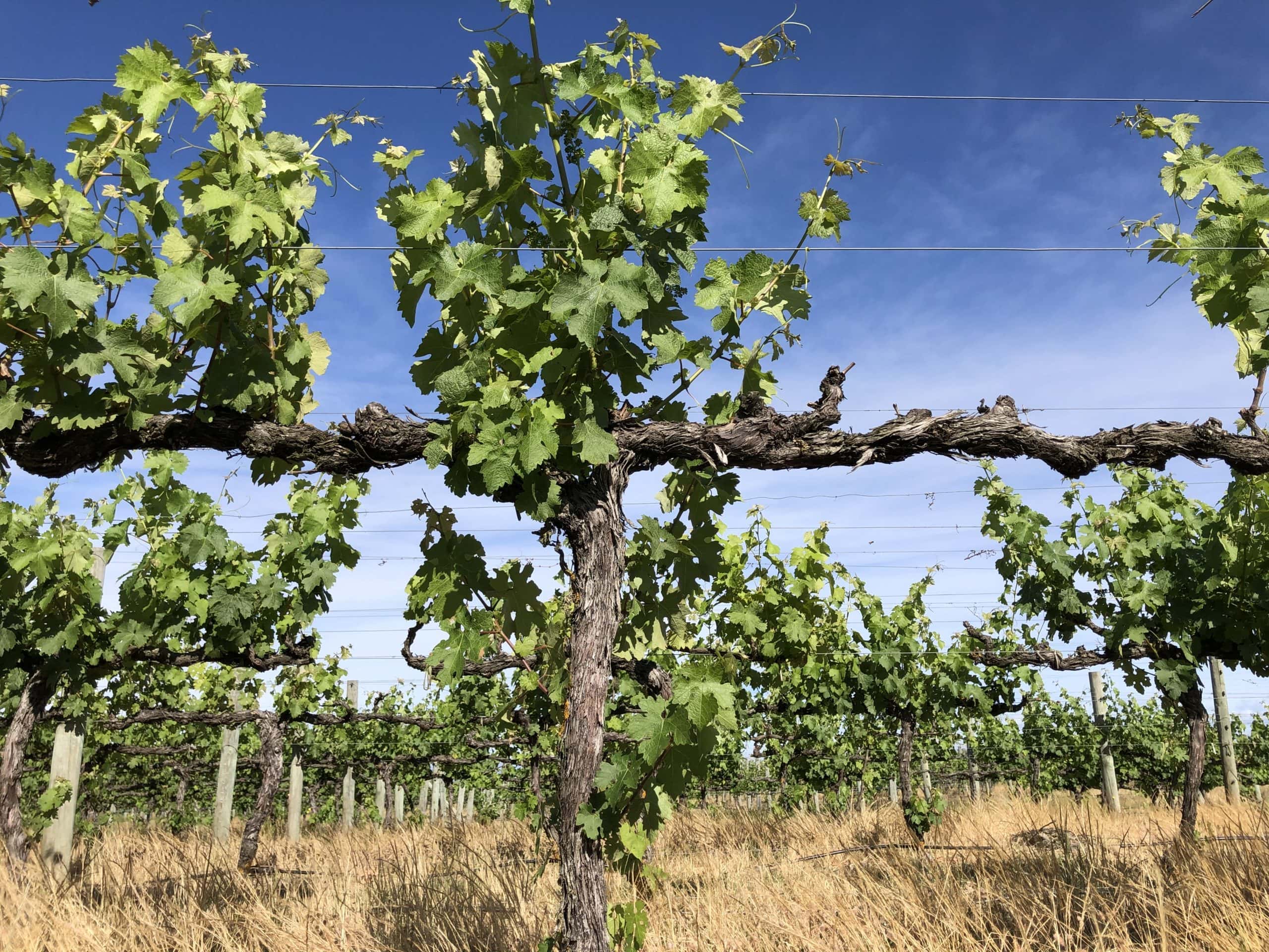 Supporting winegrowers with soil health
