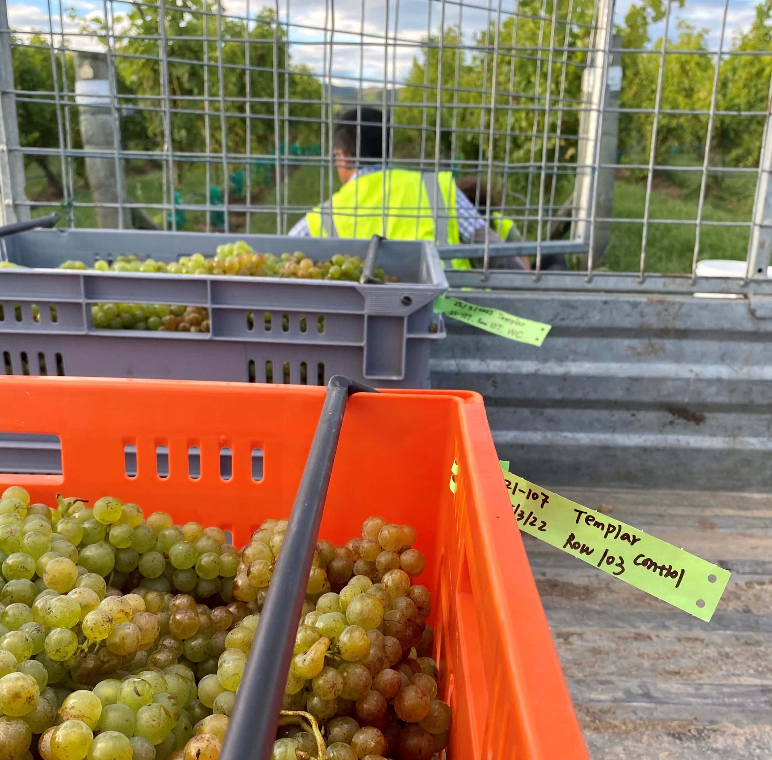 Vintage 2022: harvesting for BRI viticulture research trials