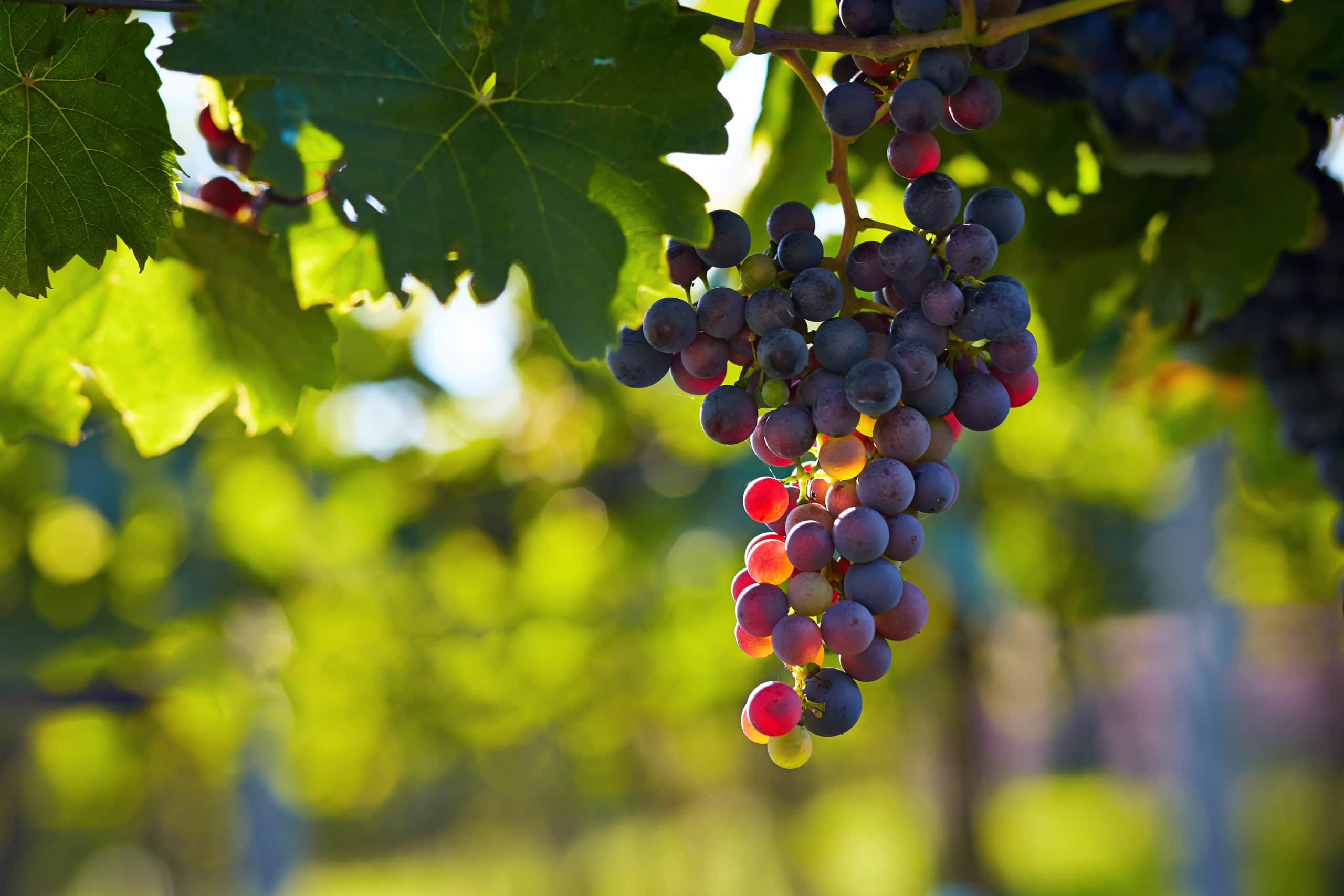Grape Days 2022: Winegrowing in a Changing Environment