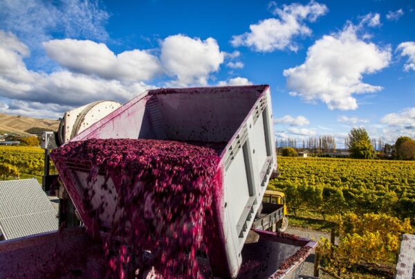 A large container pours crushed grapes from a harvest machine at a vineyard, with rows of grapevines and a blue sky with clouds in the background.