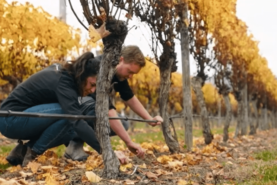 Michelle and Alex in a vineyard