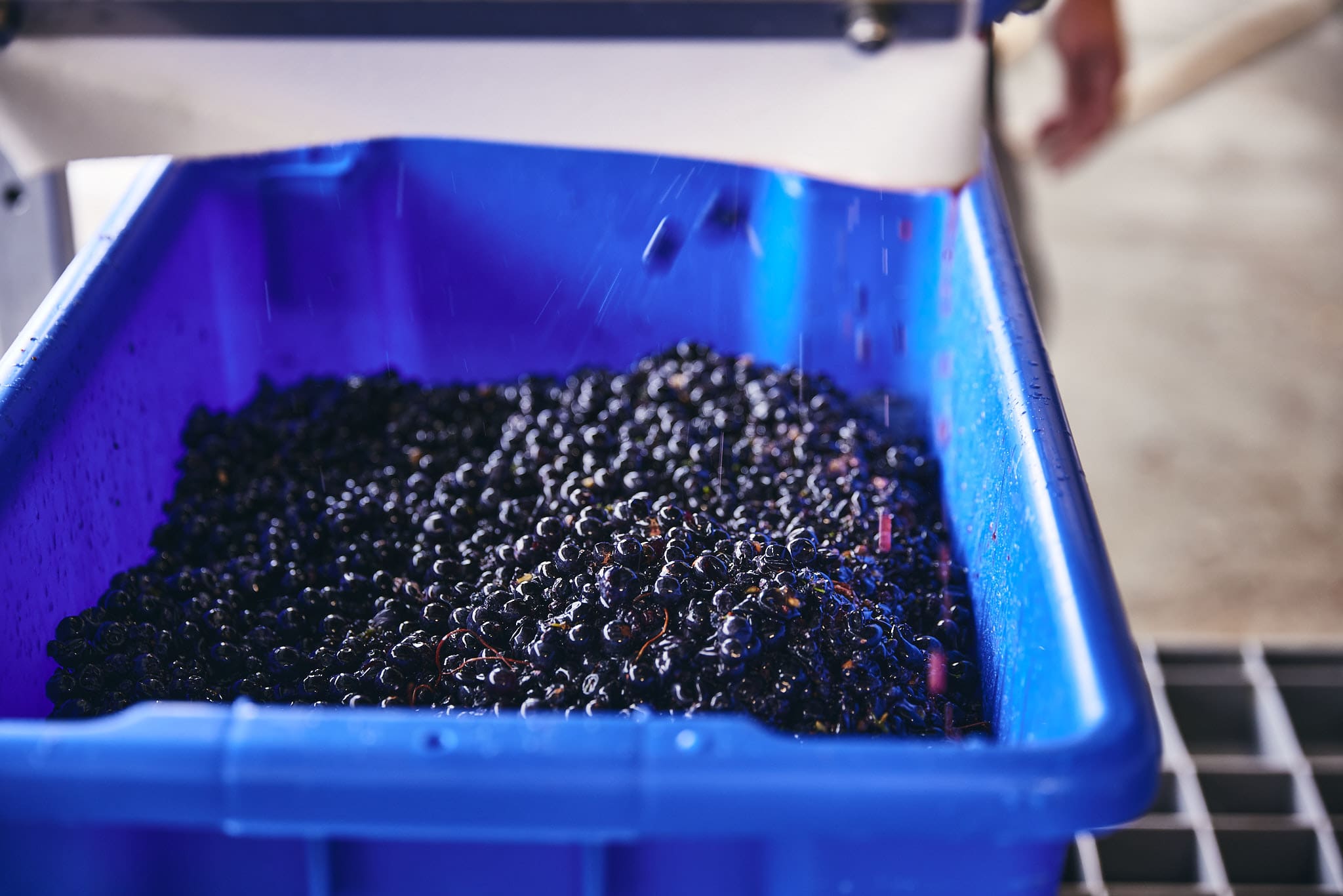 Co-fermentation is a commercial success at the Bragato Research Winery