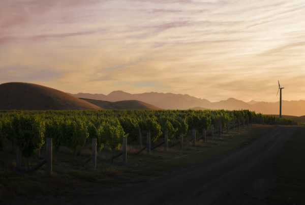 A vineyard stretches across rolling hills under a dramatic, cloudy sky during sunset. A dirt path leads through the lush green grapevines towards a distant wind turbine. Hills and mountains silhouette the horizon.