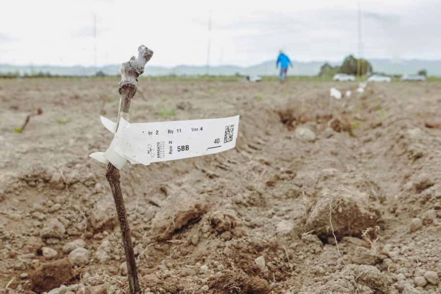 A small sapling with a tag is planted in a plowed field. In the background, a person is walking, and cars are parked nearby. The sky is overcast and mountains are visible in the distance.