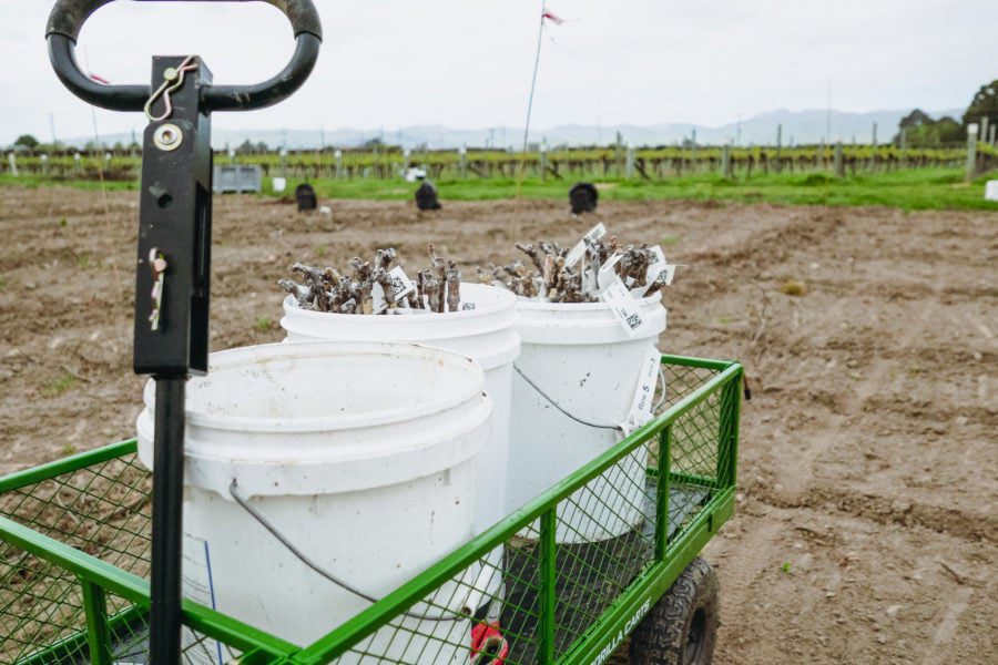 A green metal cart with a black handle holds three white buckets filled with grapevine cuttings. The cart is on a dirt path, and a vineyard with rows of grapevines is visible in the background under a cloudy sky.