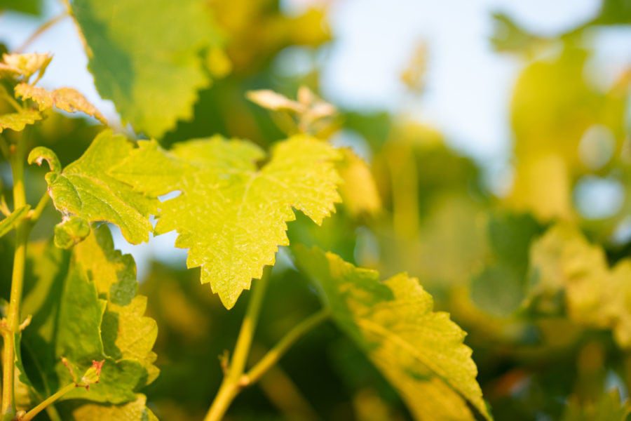 Close-up of vibrant green grapevine leaves in sunlight, showing their jagged edges and textured surface. The background is softly blurred with more leaves, creating a warm and sunny atmosphere.
