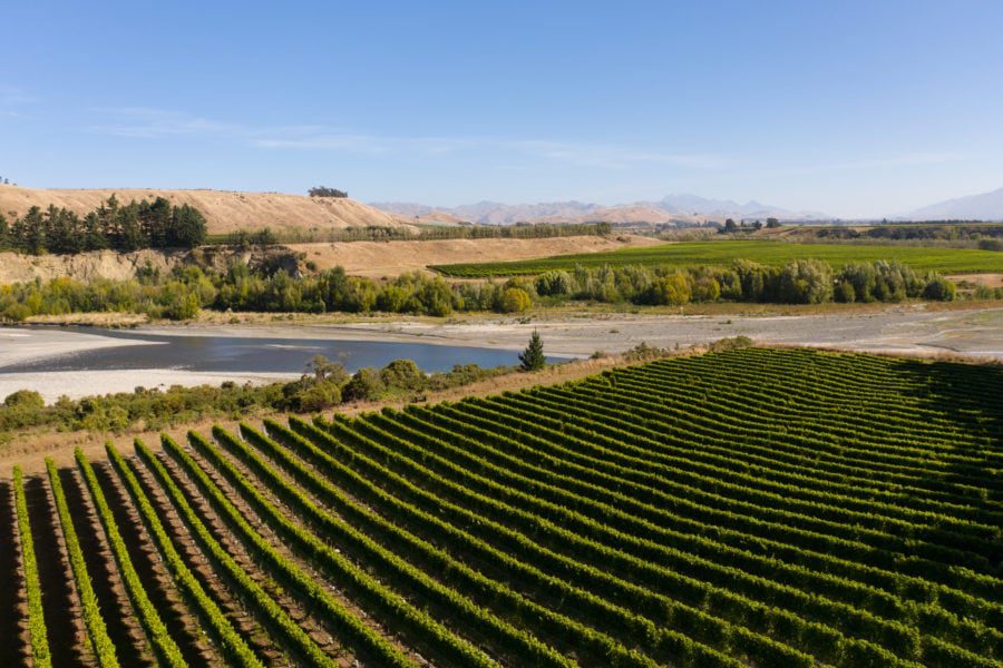 Sprawling vineyard in the foreground with neat rows of grapevines, set against a backdrop of arid hills and a river. Green trees and shrubs dot the landscape under a clear blue sky.