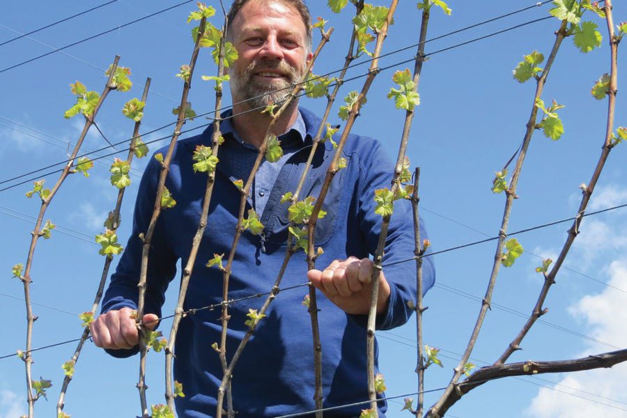 A man in a blue shirt stands behind a growing grapevine with fresh green leaves, under a clear blue sky. Power lines are visible in the background.