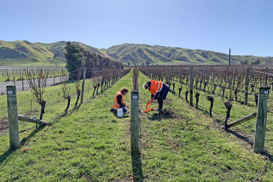 Two workers in orange vests tend to grapevines in a vineyard on a bright day. The rows of vines stretch towards rolling green hills under a clear blue sky. One is crouching, and the other is standing, both engaged in pruning tasks.