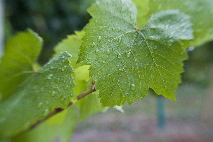 Close-up of vibrant green leaves on a branch, covered with droplets of water. The background is softly blurred, highlighting the texture and freshness of the leaves in the foreground.