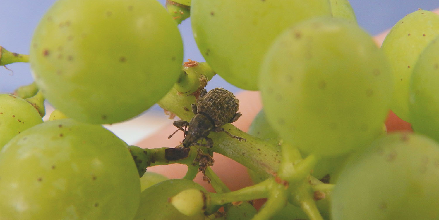 Weevils in New Zealand vineyards