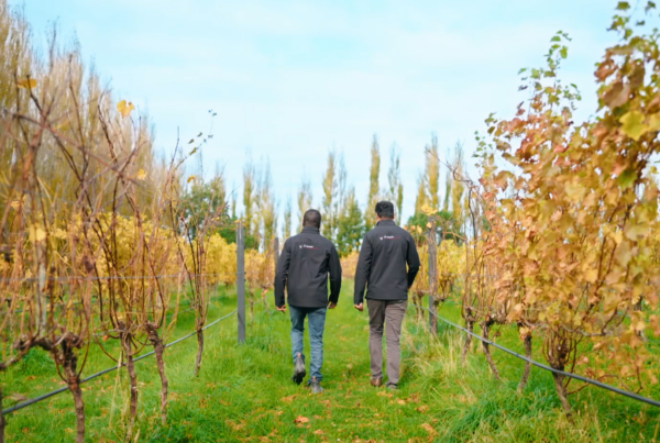 Two people walk through a vineyard with rows of grapevines on either side. The leaves are turning golden yellow, indicating autumn. They are wearing jackets and facing away, moving along a grassy path under a partly cloudy sky.