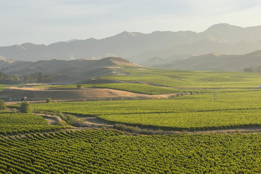 A vast vineyard with rows of green grapevines stretches across rolling hills under a pale sky. In the background, distant mountains create a hazy silhouette. The sun casts a soft light over the landscape.