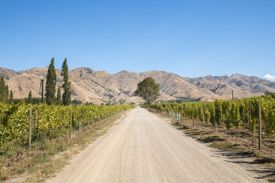 A dirt road lined with lush vineyards leads toward a distant tree. Beyond, a range of rocky, brown mountains stretches under a clear blue sky. Sparse tall trees are visible along the road.