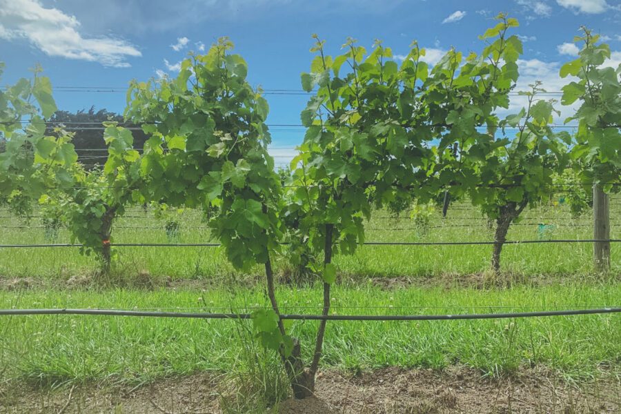 Vibrant green grapevines stretch across a vineyard under a bright blue sky with scattered clouds. Lush leaves cover the vines, which are supported by wires, and the ground is a mix of grass and soil.