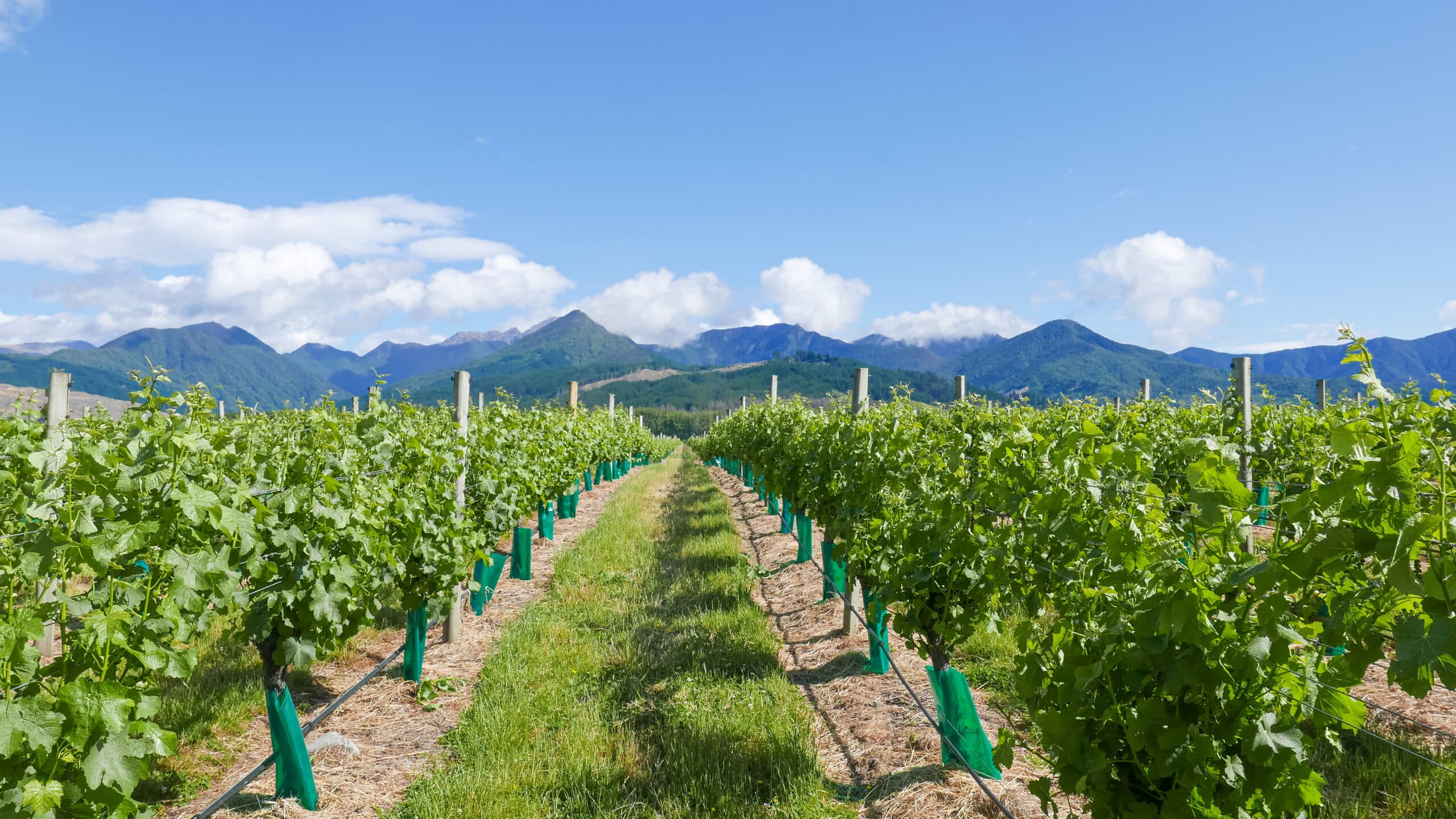 How ‘odd vines’ could help unlock resilience in the New Zealand wine industry