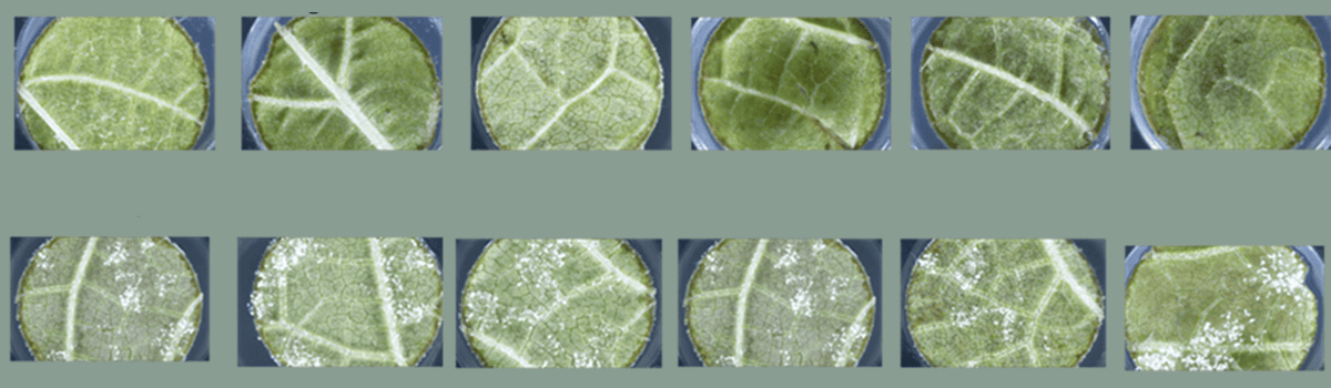 Identifying downy and powdery mildew resistance in the clones produced in the Sauvignon Blanc 2.0 Programme using high-throughput phenotyping