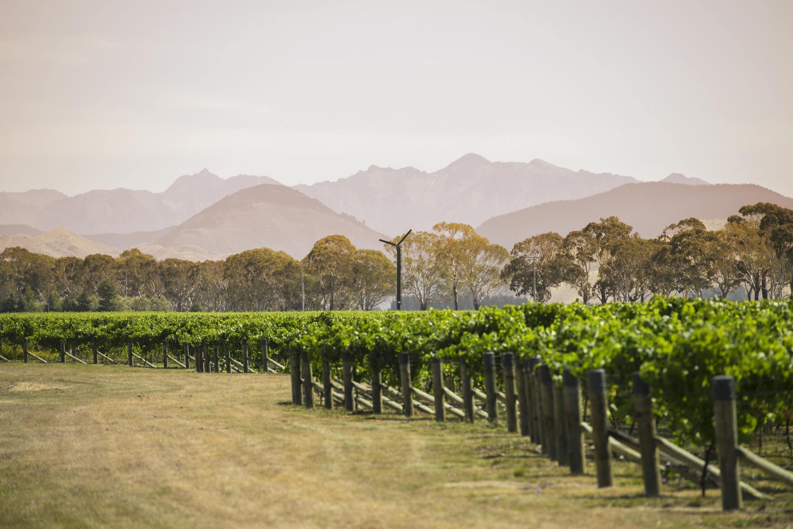 New viticulture research programme to boost New Zealand vineyard productivity