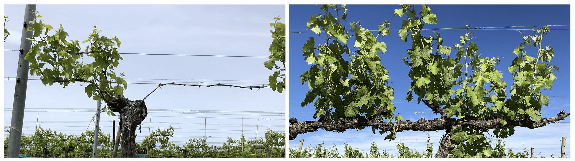 Improving and extending the productive life of grapevines affected by trunk disease using remedial surgery