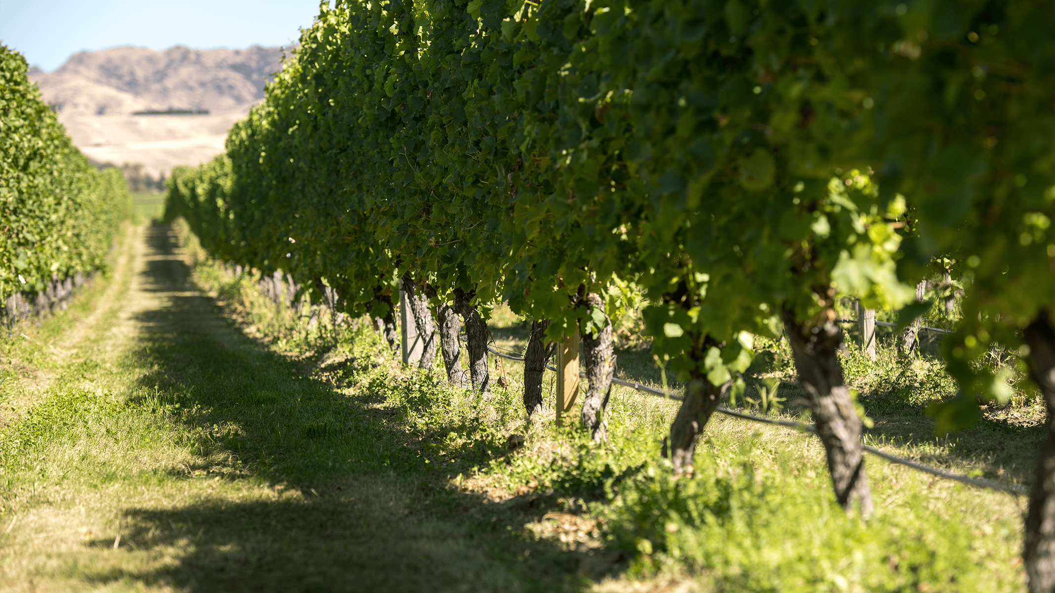 Unleashing the power of data to benefit New Zealand winegrowing