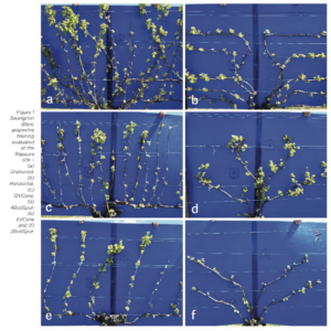 Six images showing different grapevine training methods on a blue background. The vines are labeled a to f: a) Unpruned, b) Horizontal Cordon, c) 12V Cane, d) 4Bud Spur, e) 6V Cane, f) 2Bud Spur. Each vine shows varied growth patterns.