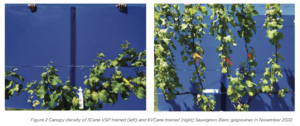 Two side-by-side images show grapevines against blue backgrounds. The left image has fewer vines, labeled "3Cane VSP trained," and the right image has denser foliage, labeled "6Cane trained." Both are Sauvignon Blanc grapevines.