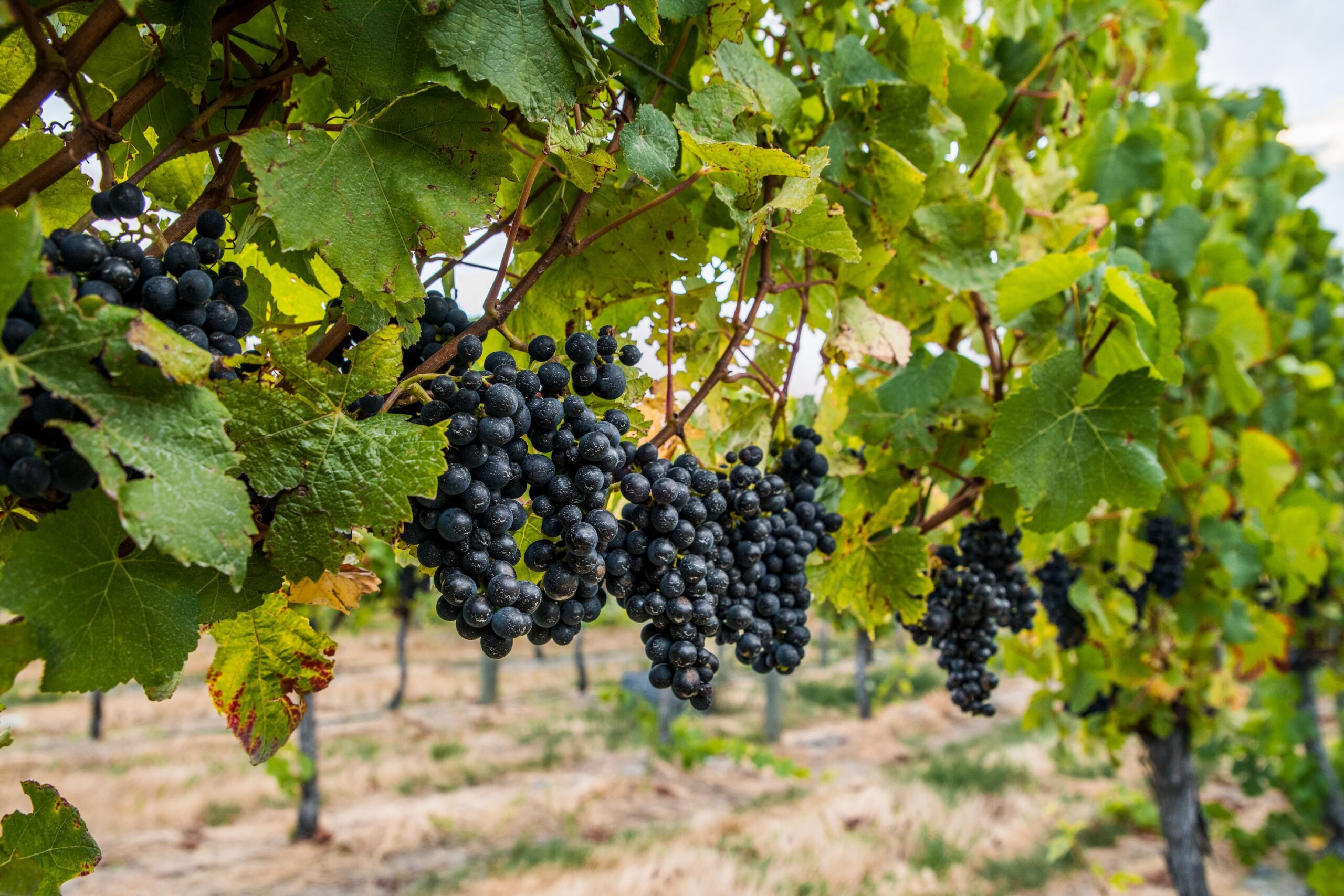 Riversun Pinot noir Clonal trial and improving Pinot noir quality through shifting berry size