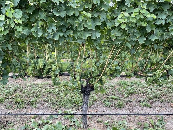 Long Spur Pruning In-season Management Workshop – Hawkes Bay