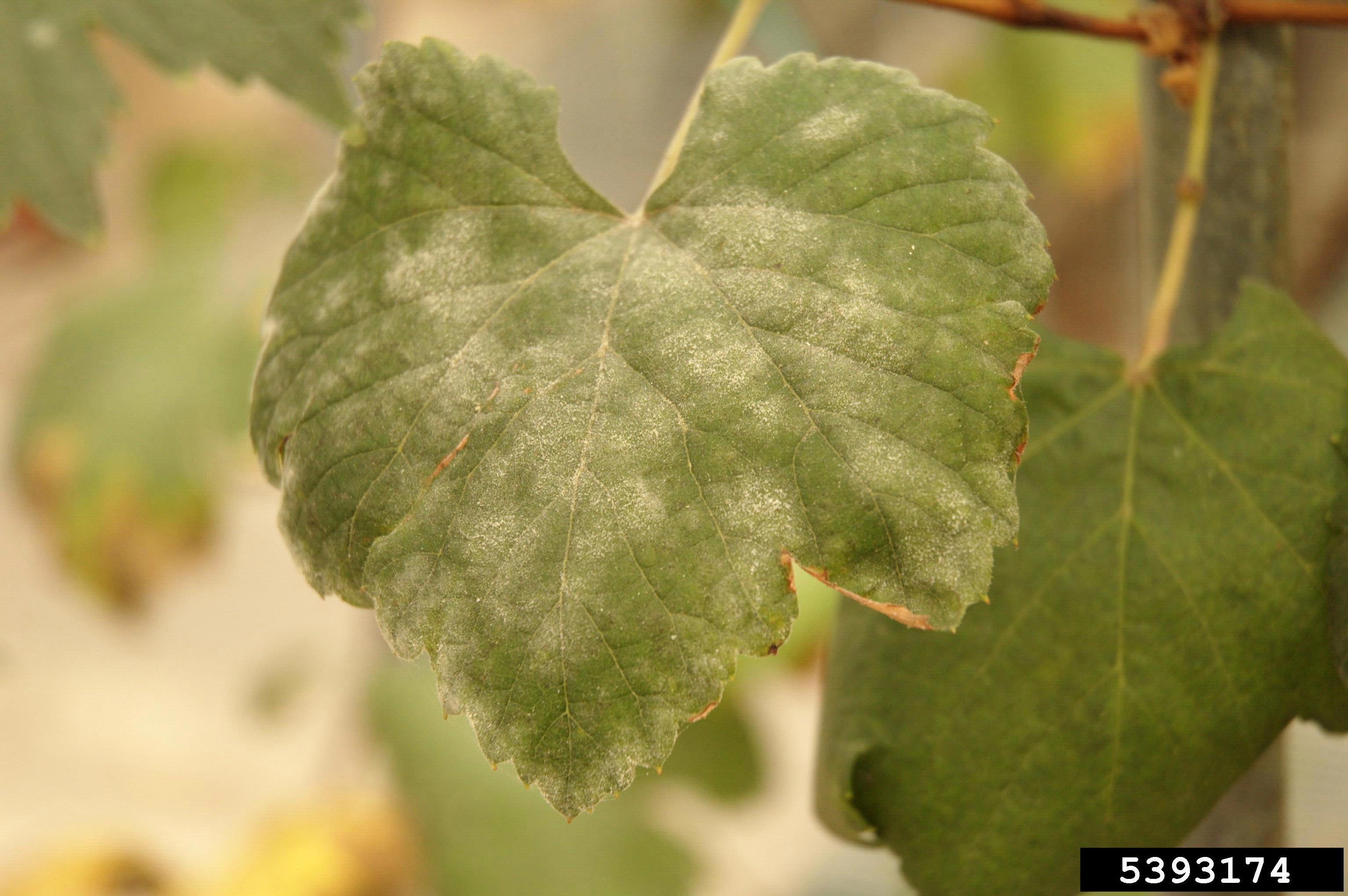 Molecular Diagnostics to identify fungicide resistance in New Zealand Vineyards