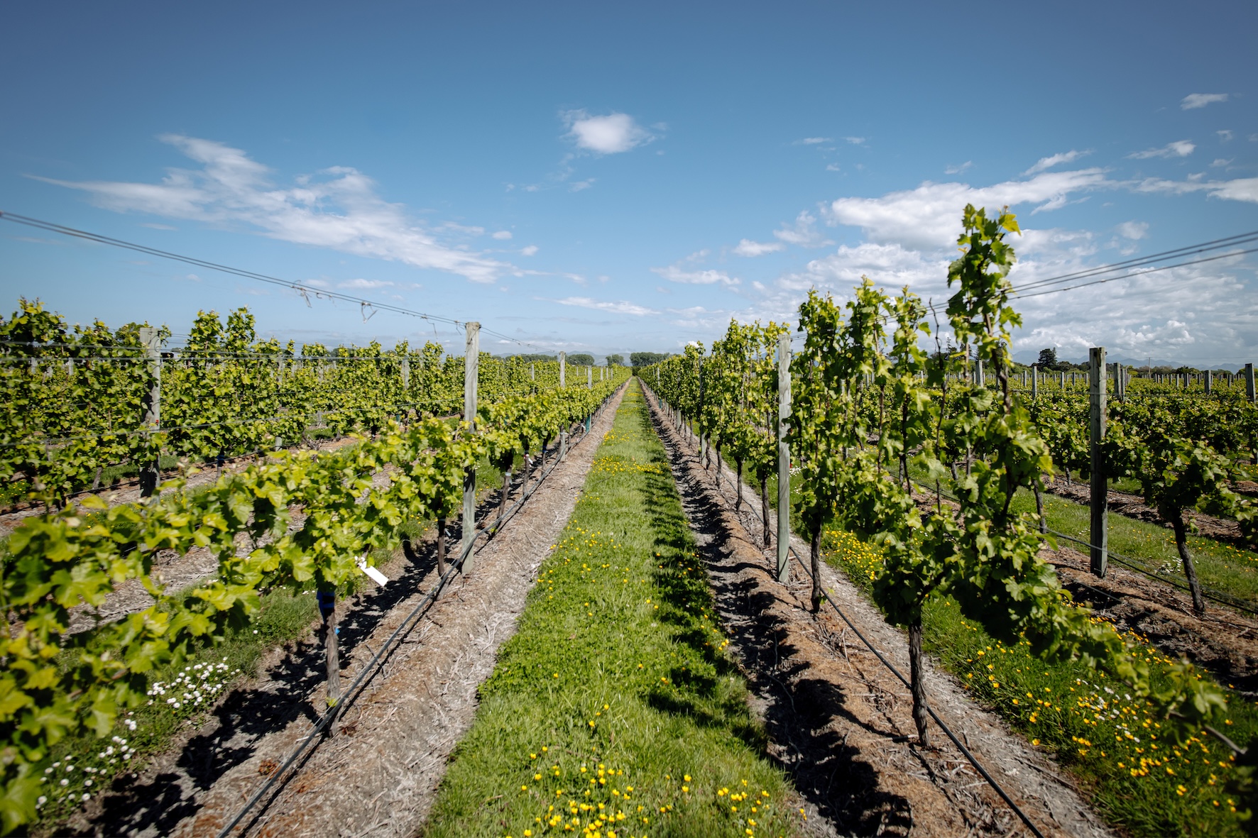 Investigating alternative training systems to boost vineyard productivity – Flowering to harvest season 2022-23