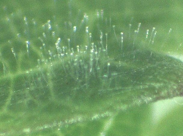 Close-up of a leaf surface showing numerous tiny, hair-like structures called trichomes. The leaf is green and the trichomes are translucent and slightly glossy, reflecting the light against the blurred green background.