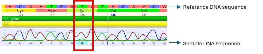 DNA sequence comparison image showing a reference sequence and a sample sequence aligned. The reference sequence is marked with amino acids: Cys, Asp, Tyr, Val. A red box highlights a nucleotide difference at position 136 between the sequences.