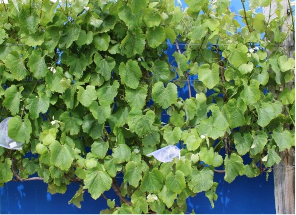 Grape vines with lush green leaves growing against a bright blue wall, with two clusters of grapes protected by transparent bags.