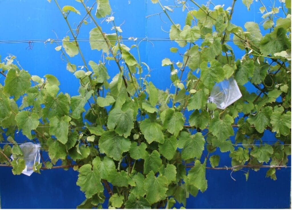 Grape vines with lush green leaves grow against a vibrant blue wall. Some clusters of grapes are covered with protective bags, indicating careful cultivation. Twining tendrils reach upwards.