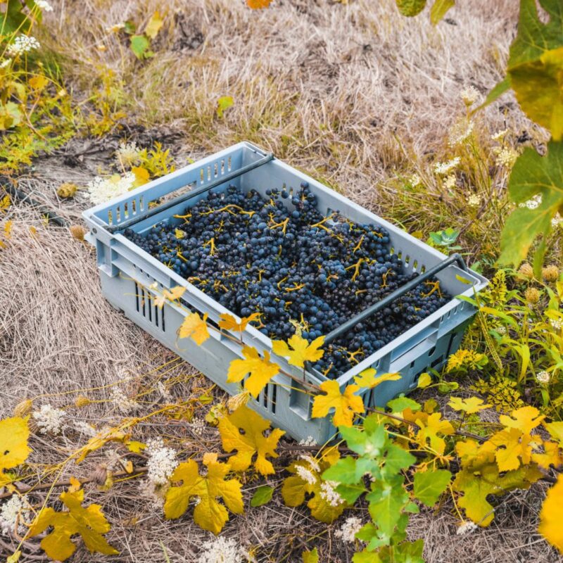 A plastic crate filled with freshly harvested dark purple grapes sits on dry grass among yellow grapevine leaves in a vineyard.