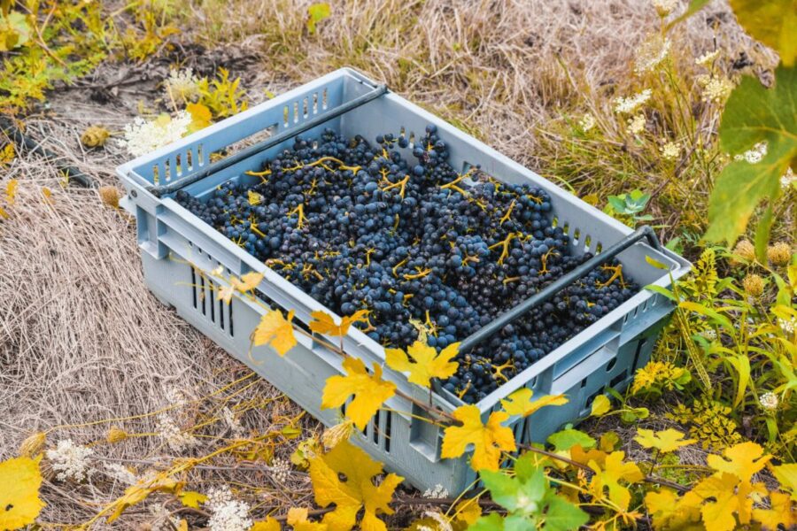 A plastic crate filled with freshly harvested dark purple grapes sits on dry grass among yellow grapevine leaves in a vineyard.