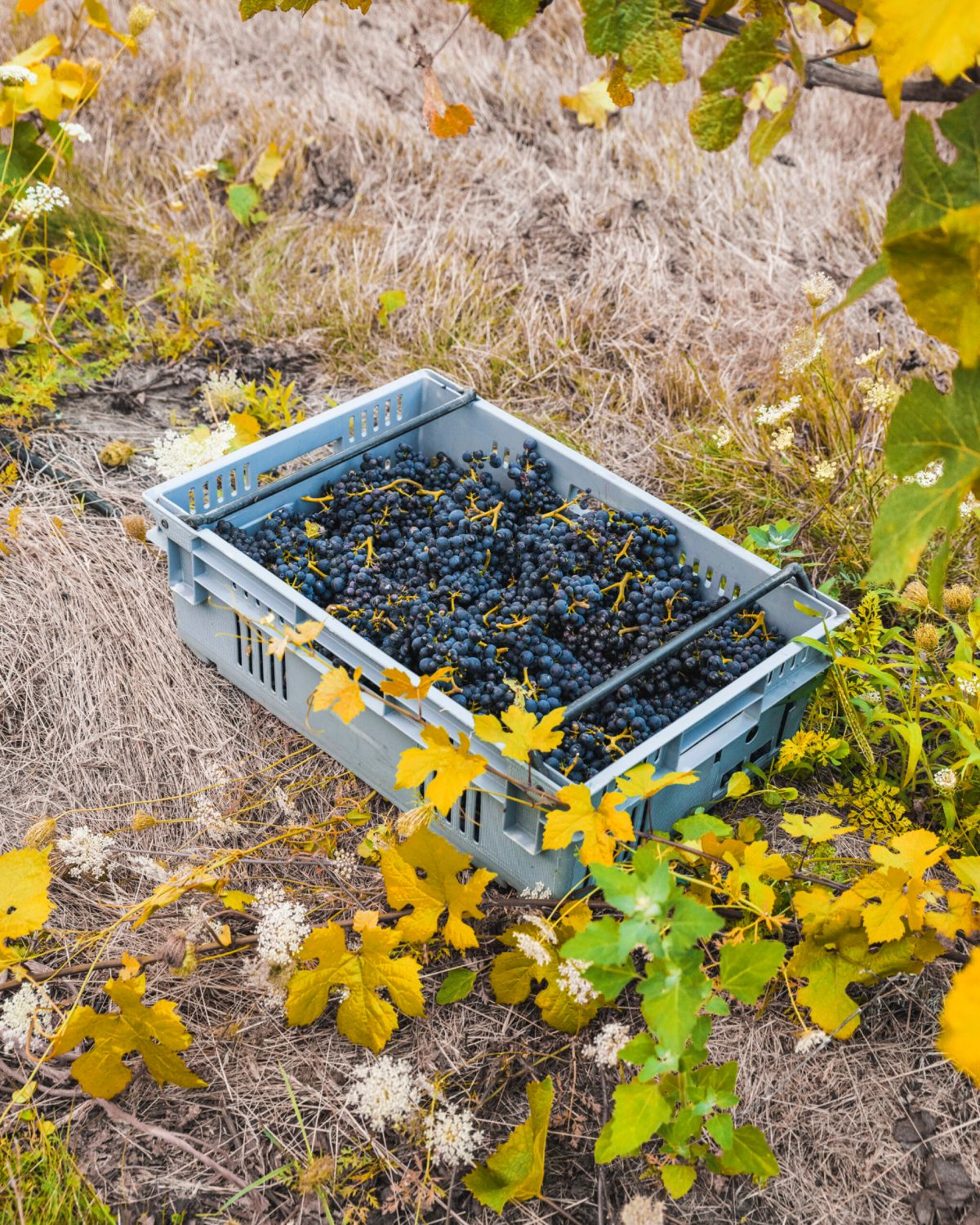 Central Otago Pinot Noir clonal trial