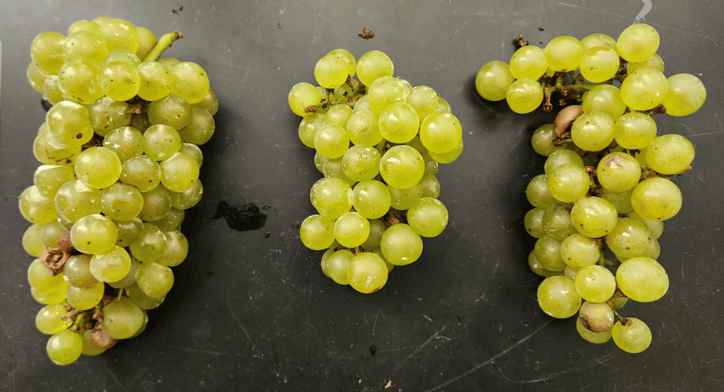 Three clusters of green grapes are arranged on a dark surface, showcasing their round shapes and glossy texture.
