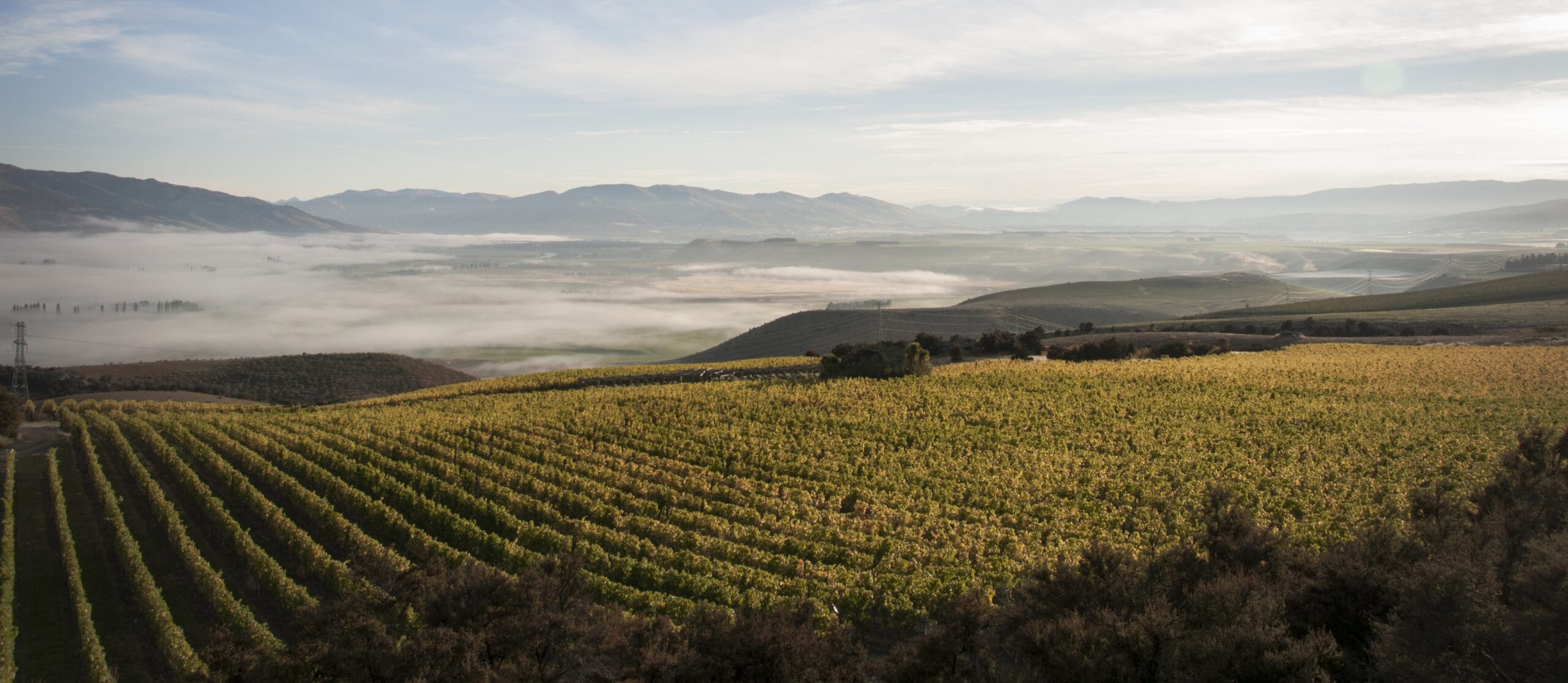 Improving Pinot Noir quality through shifting berry size in the winery