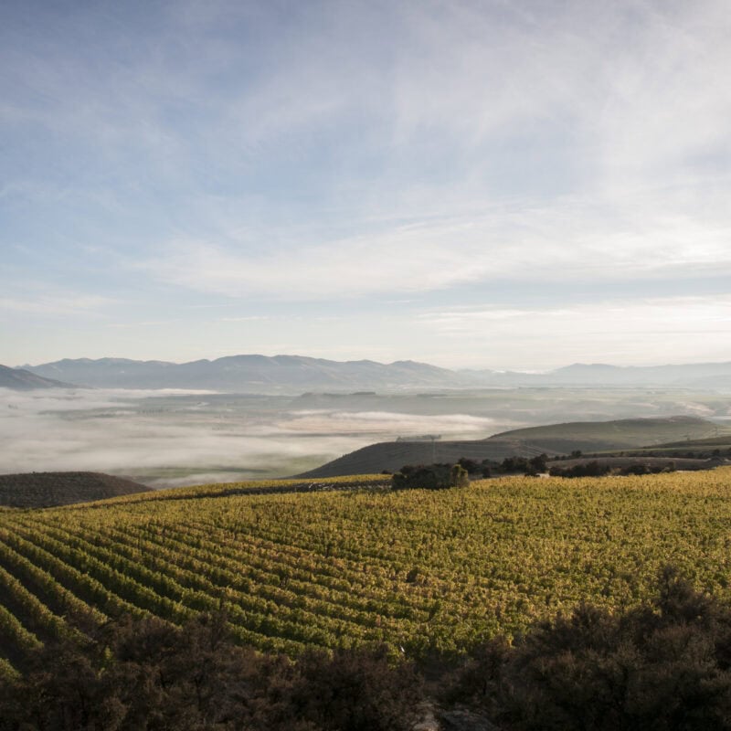 A vineyard stretches across rolling hills under a cloudy sky, with a layer of mist covering distant valleys and mountains in the background. The scene is calm and expansive.