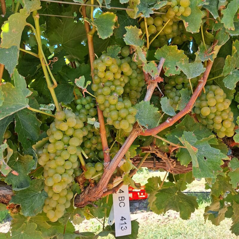 Bunches of green grapes hang from a vine surrounded by green leaves. A white tag labeled "4BC 413" is attached to one of the branches. Sunlight shines on the grapes and leaves.