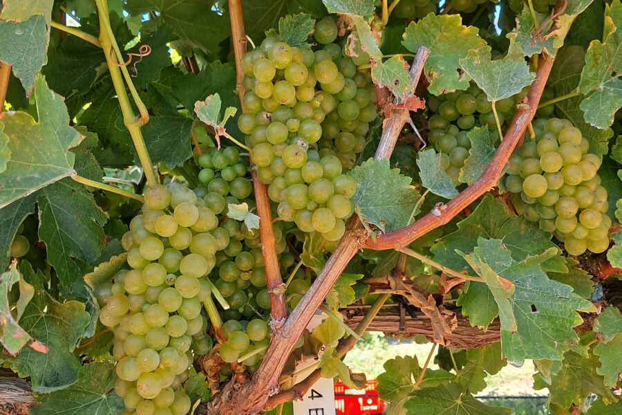 Bunches of green grapes hang from a vine surrounded by green leaves. A white tag labeled "4BC 413" is attached to one of the branches. Sunlight shines on the grapes and leaves.