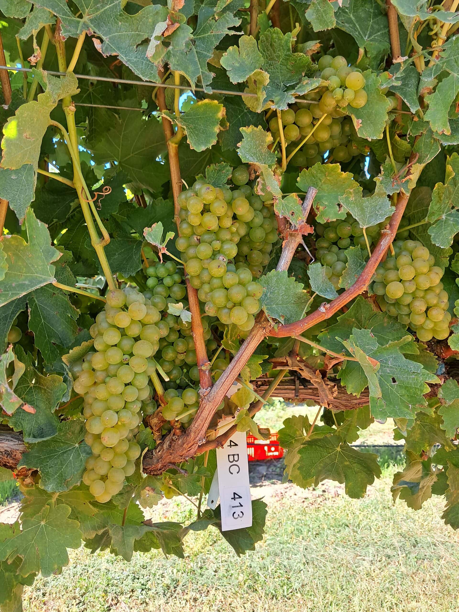An update on the Marlborough long-spur pruning trial in season four