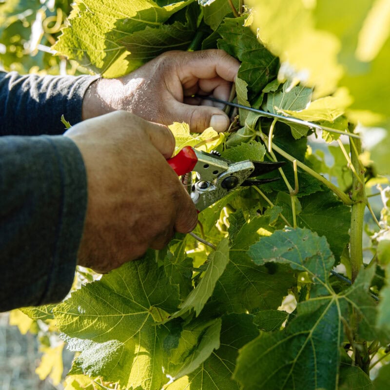 Close-up of a person’s hands using pruning shears to trim green grapevine leaves in a sunlit vineyard.